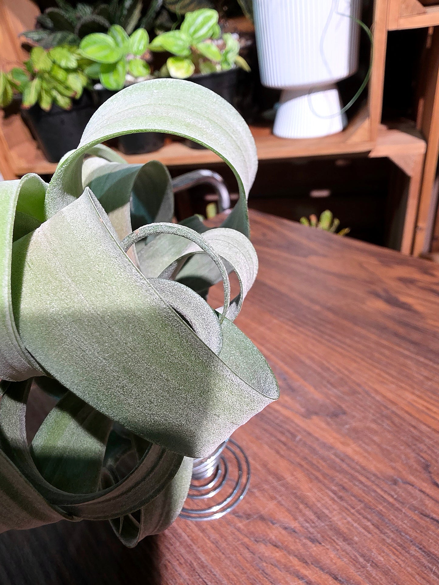 Tillandsia Curly Slim 泰國花卷空氣鳳梨