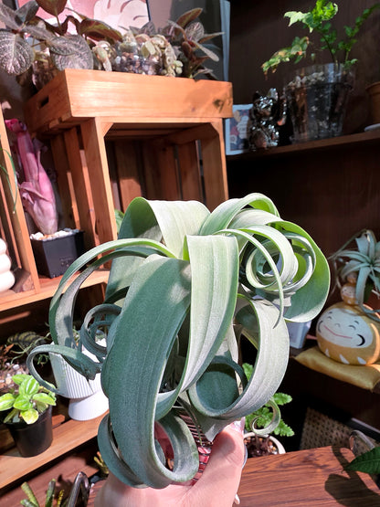 Tillandsia Curly Slim 泰國花卷空氣鳳梨