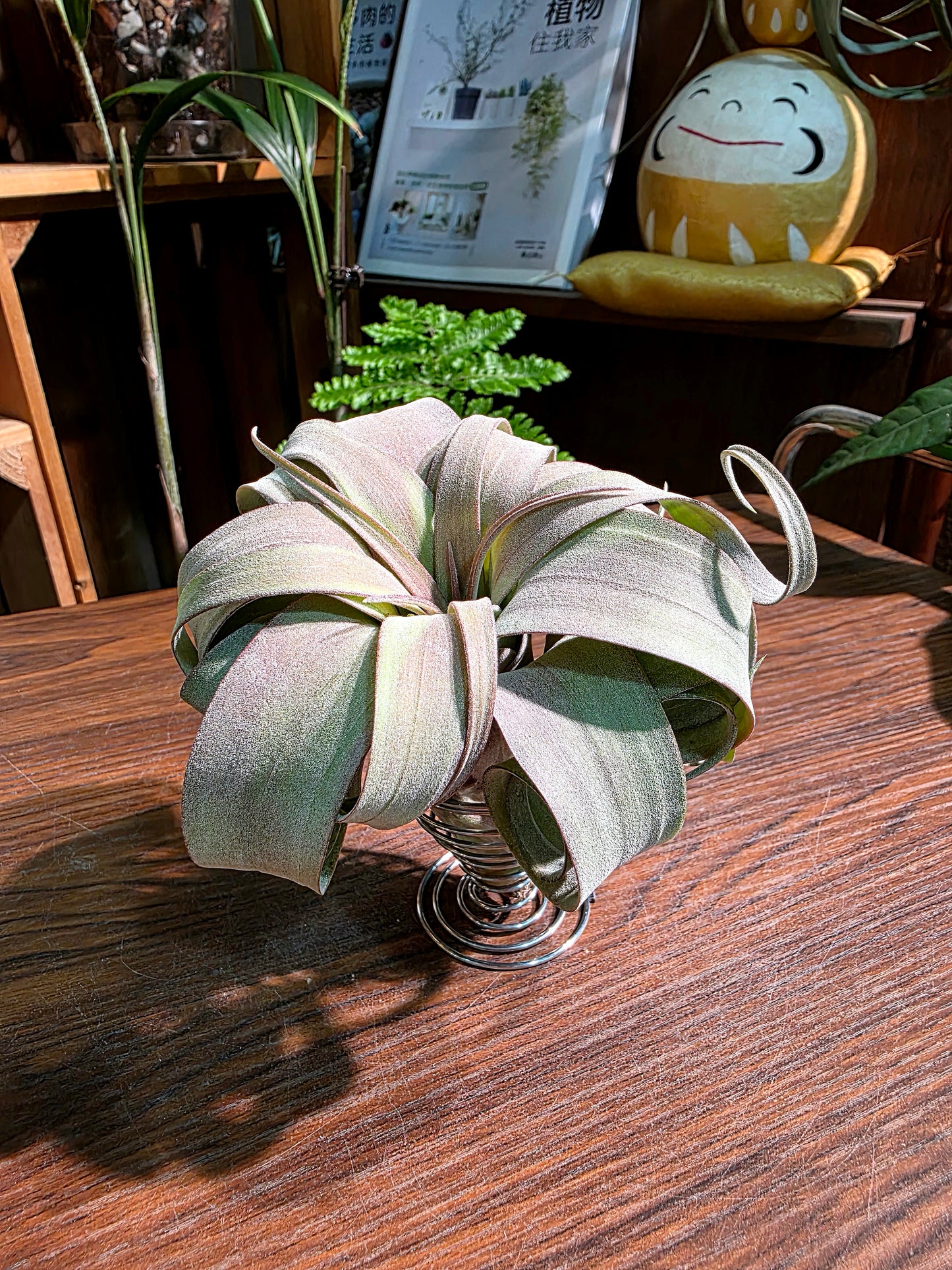 Tillandsia (xerographica x chiapensis orange) x streptophyla 橙卷空氣鳳梨