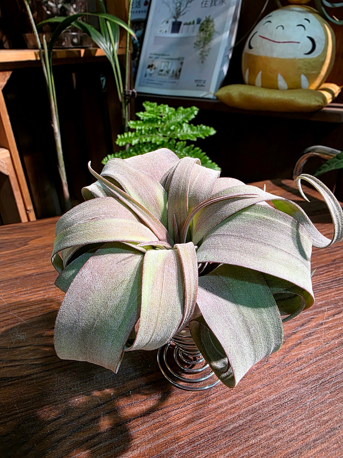 Tillandsia (xerographica x chiapensis orange) x streptophyla 橙卷空氣鳳梨
