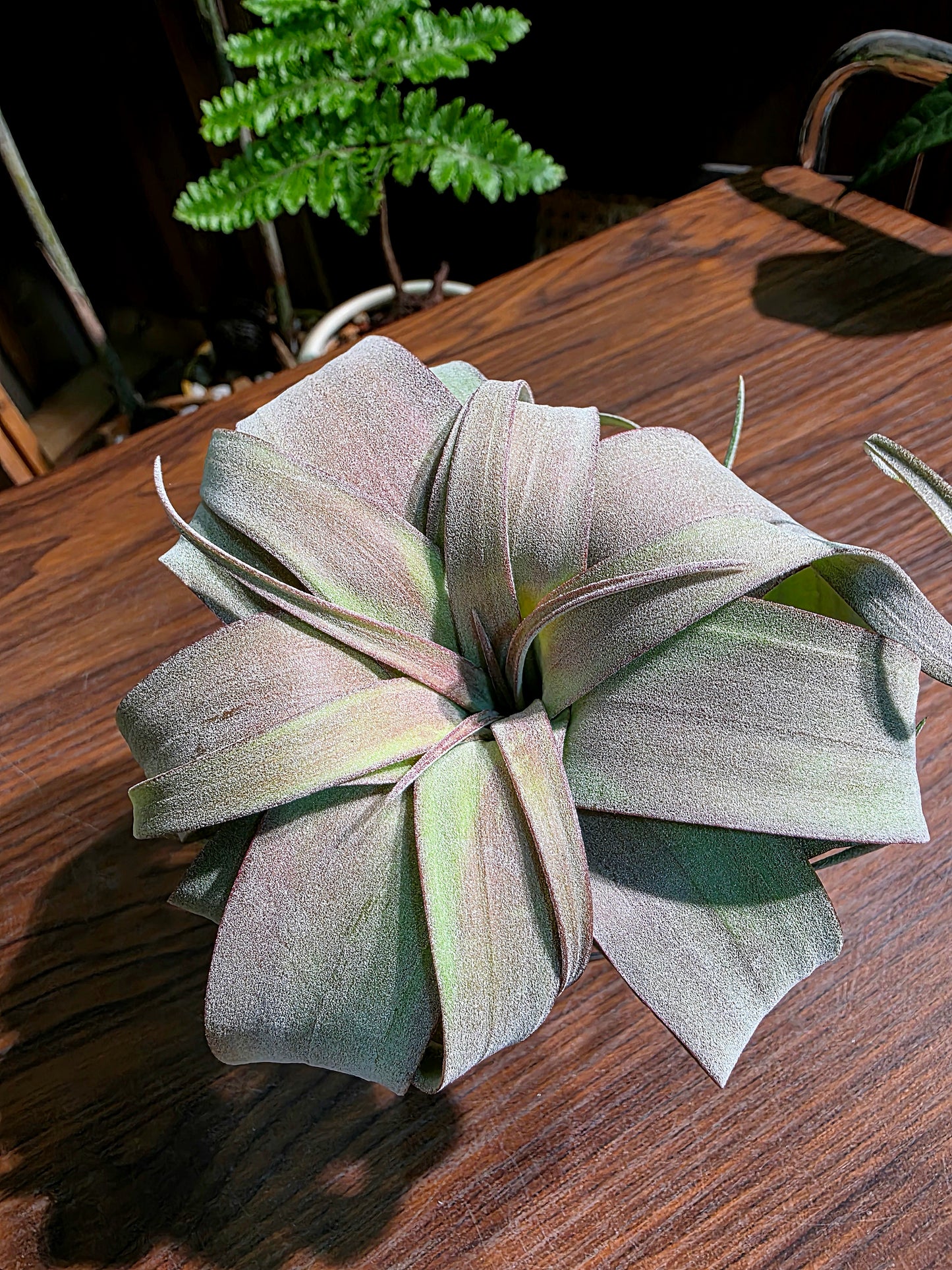 Tillandsia (xerographica x chiapensis orange) x streptophyla 橙卷空氣鳳梨