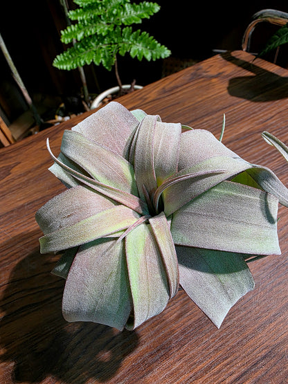 Tillandsia (xerographica x chiapensis orange) x streptophyla 橙卷空氣鳳梨