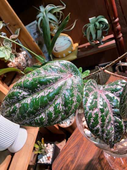 Piper crocatum 瑰麗胡椒