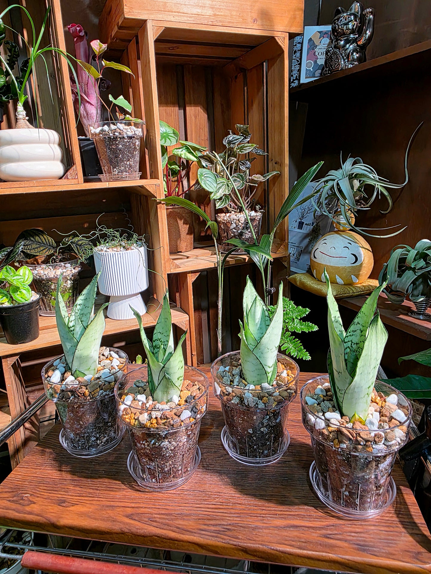 Sansevieria trifasciata moonshine 月光虎尾蘭