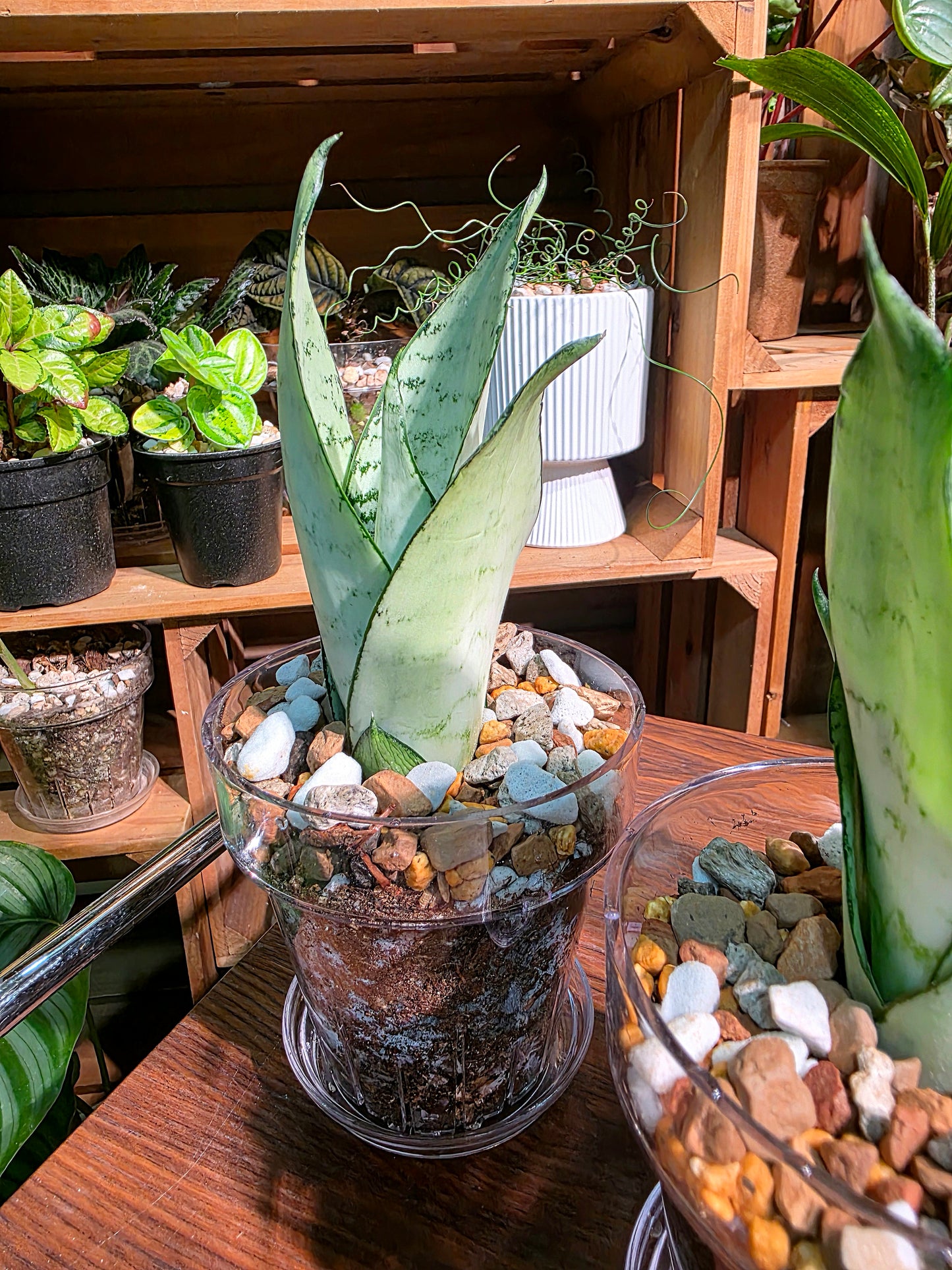 Sansevieria trifasciata moonshine 月光虎尾蘭