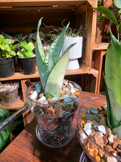 Sansevieria trifasciata moonshine 月光虎尾蘭