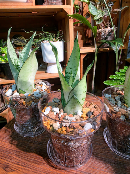 Sansevieria trifasciata moonshine 月光虎尾蘭