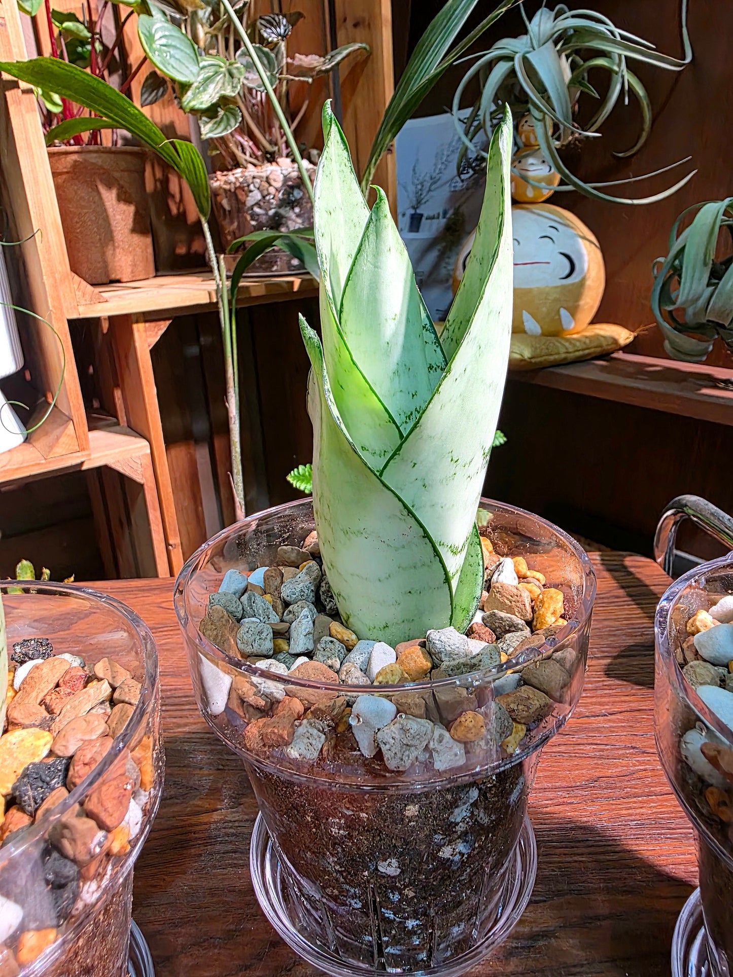 Sansevieria trifasciata moonshine 月光虎尾蘭