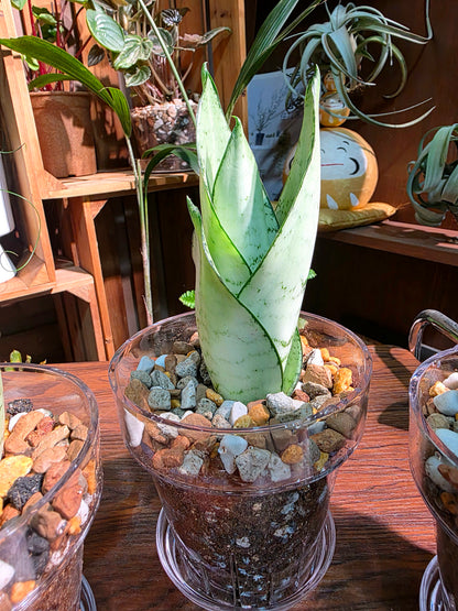 Sansevieria trifasciata moonshine 月光虎尾蘭