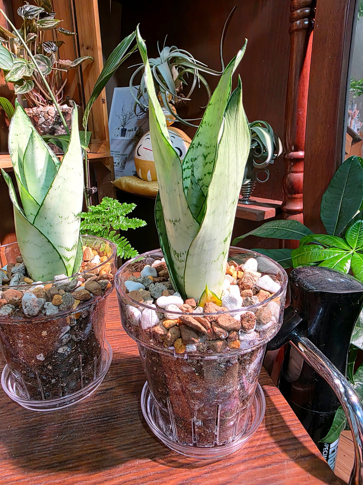 Sansevieria trifasciata moonshine 月光虎尾蘭