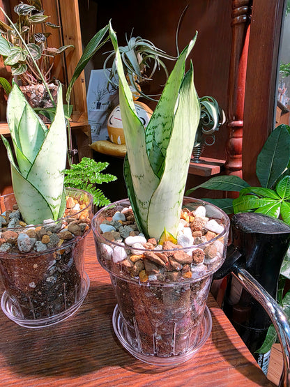 Sansevieria trifasciata moonshine 月光虎尾蘭