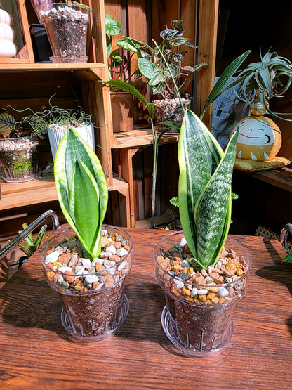 Dracaena trifasciata 霸王虎尾蘭