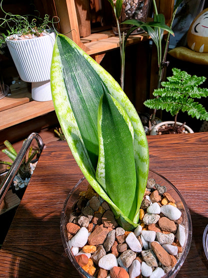 Dracaena trifasciata 霸王虎尾蘭