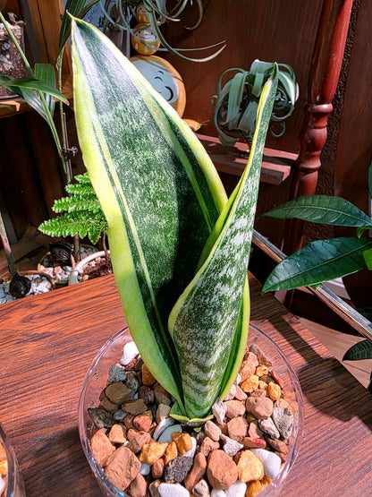 Dracaena trifasciata 霸王虎尾蘭