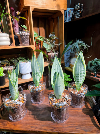 Sansevieria trifasciata snow white 白雪虎尾蘭
