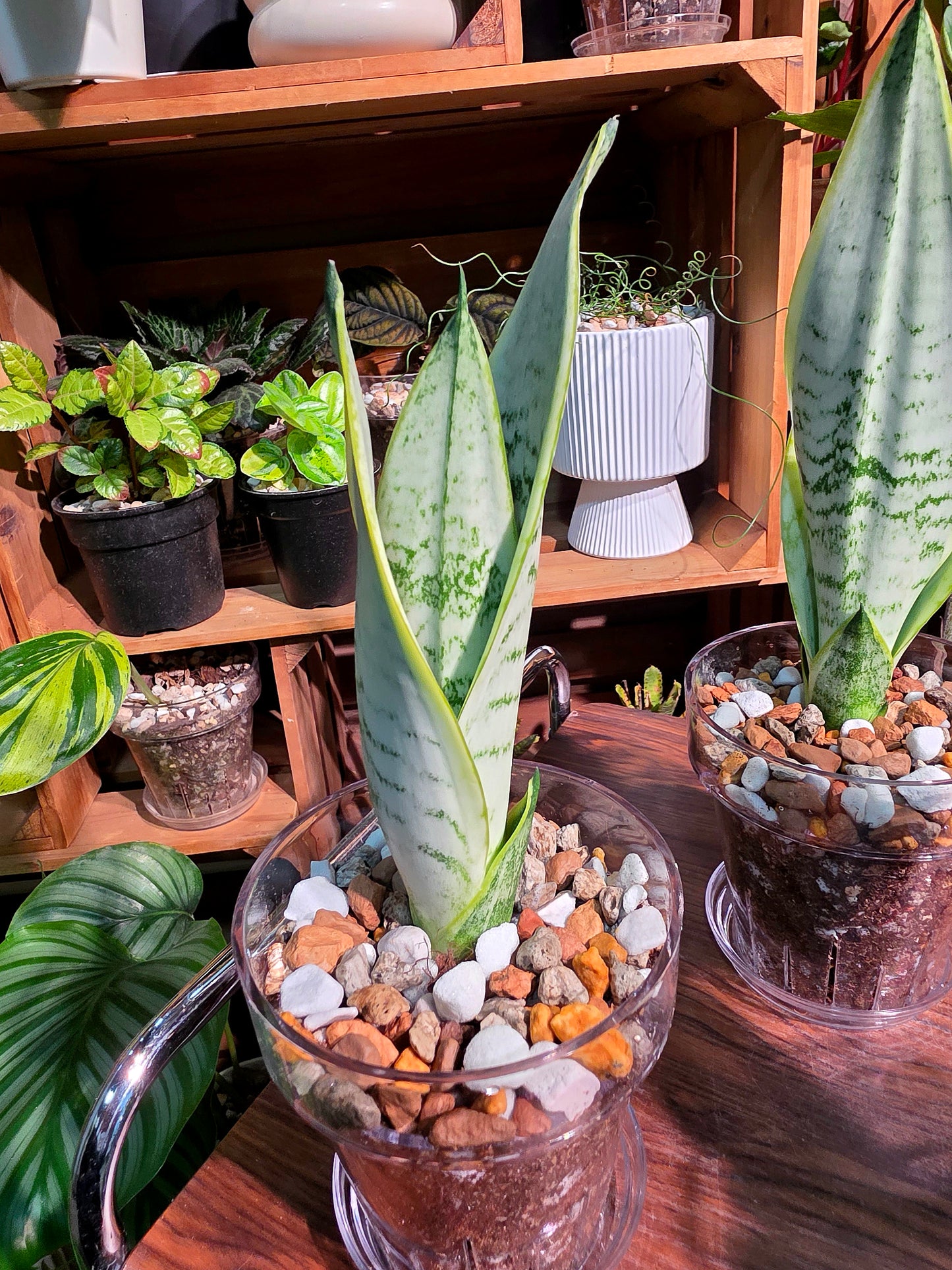 Sansevieria trifasciata snow white 白雪虎尾蘭