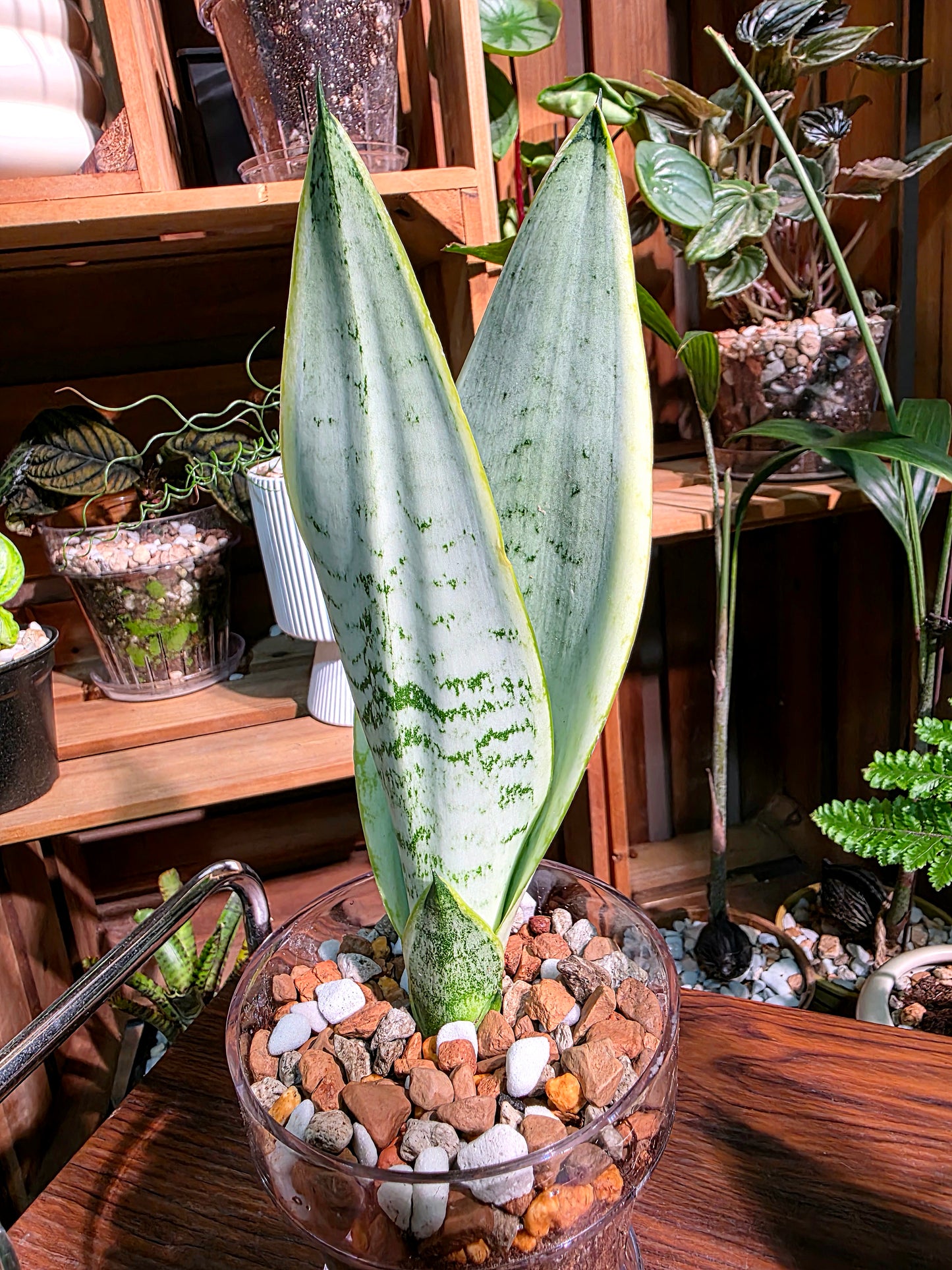 Sansevieria trifasciata snow white 白雪虎尾蘭