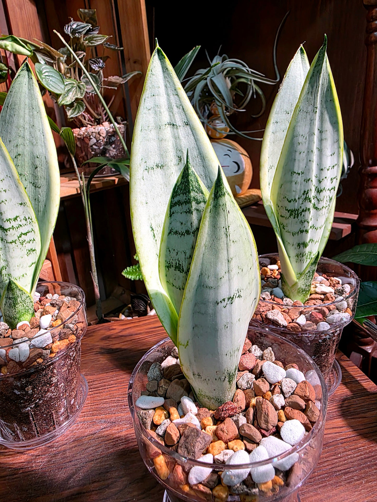 Sansevieria trifasciata snow white 白雪虎尾蘭