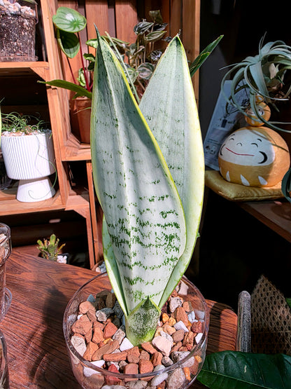 Sansevieria trifasciata snow white 白雪虎尾蘭