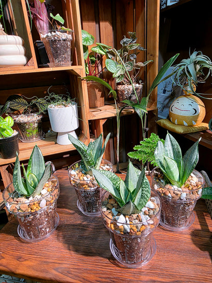 Sansevieria trifasciata Whitney 惠特尼虎尾蘭