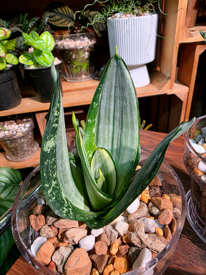 Sansevieria trifasciata Whitney 惠特尼虎尾蘭
