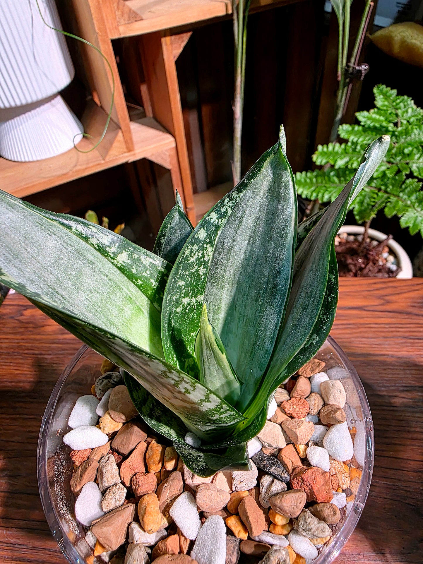 Sansevieria trifasciata Whitney 惠特尼虎尾蘭