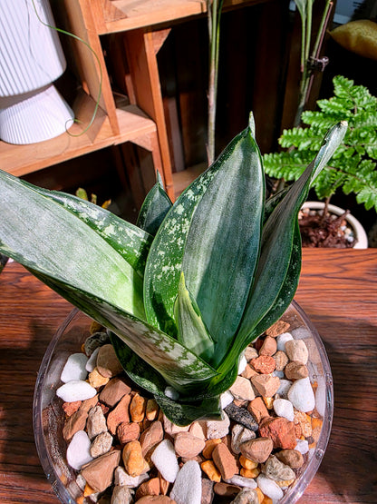 Sansevieria trifasciata Whitney 惠特尼虎尾蘭