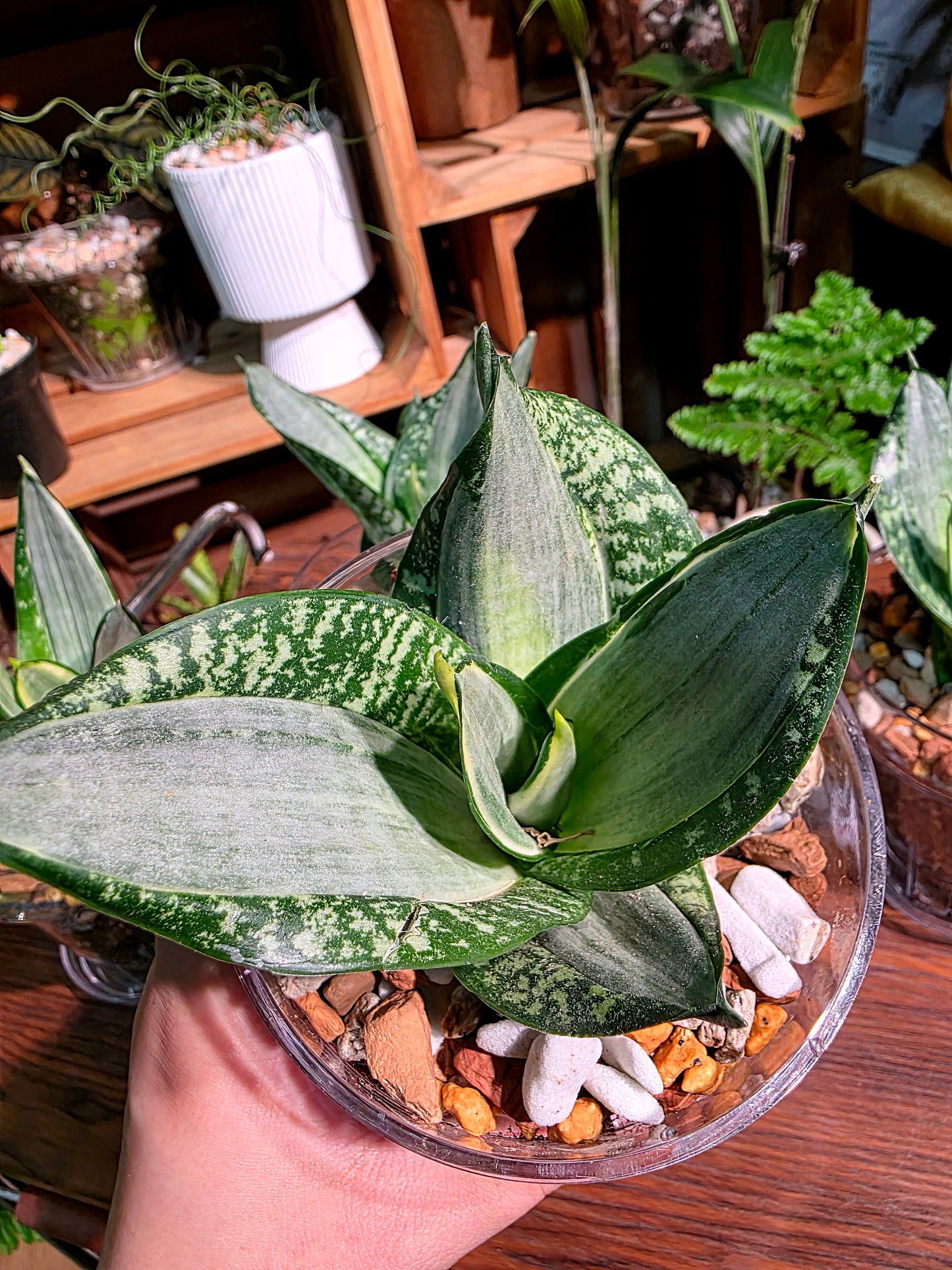 Sansevieria trifasciata Whitney 惠特尼虎尾蘭