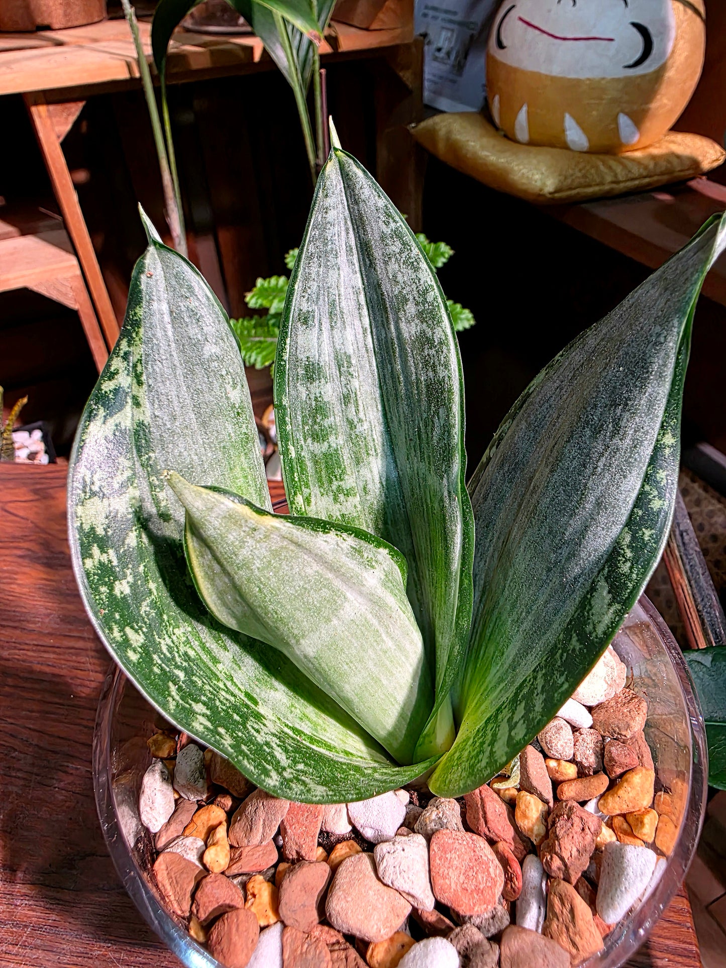 Sansevieria trifasciata Whitney 惠特尼虎尾蘭