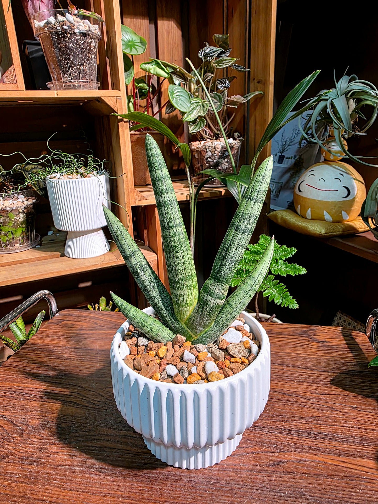 Dracaena Dwarf Boncel 佛手虎尾蘭