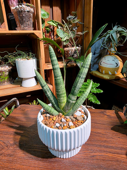 Dracaena Dwarf Boncel 佛手虎尾蘭