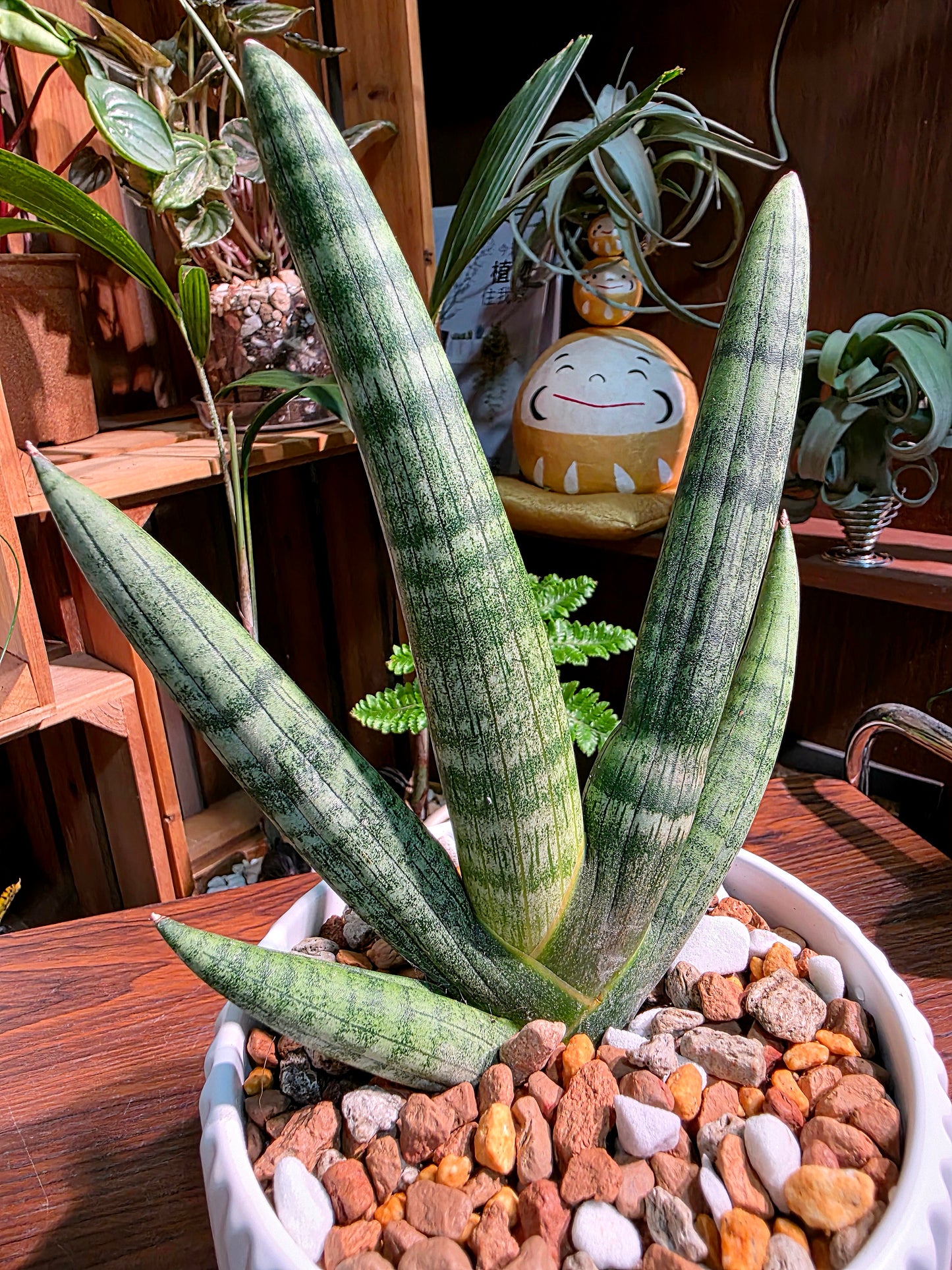 Dracaena Dwarf Boncel 佛手虎尾蘭