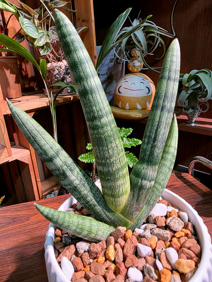Dracaena Dwarf Boncel 佛手虎尾蘭