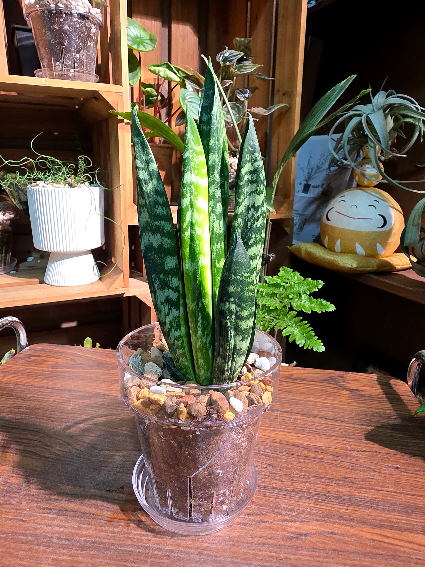 Sansevieria trifasciata Hahnii Crested 貝殼虎尾蘭