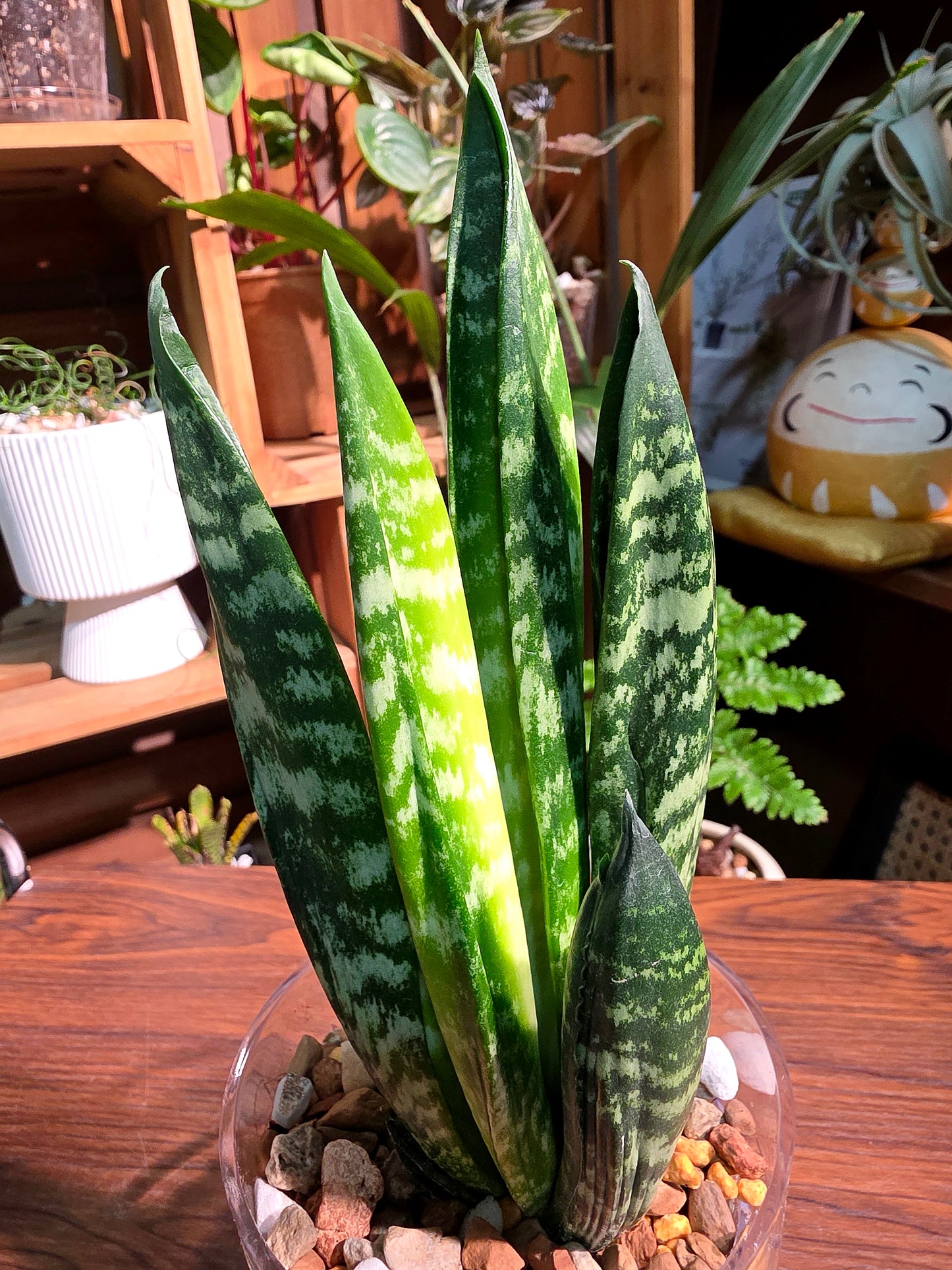 Sansevieria trifasciata Hahnii Crested 貝殼虎尾蘭