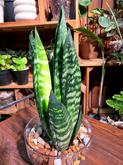 Sansevieria trifasciata Hahnii Crested 貝殼虎尾蘭
