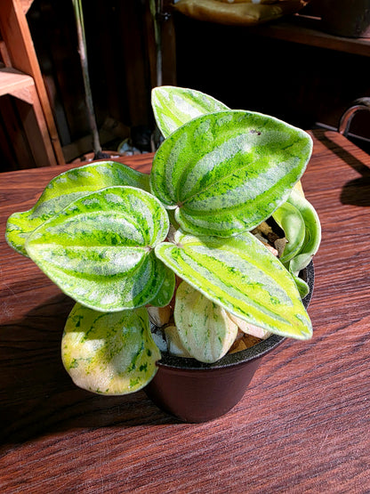 Peperomia sp 螢光西瓜皮椒草