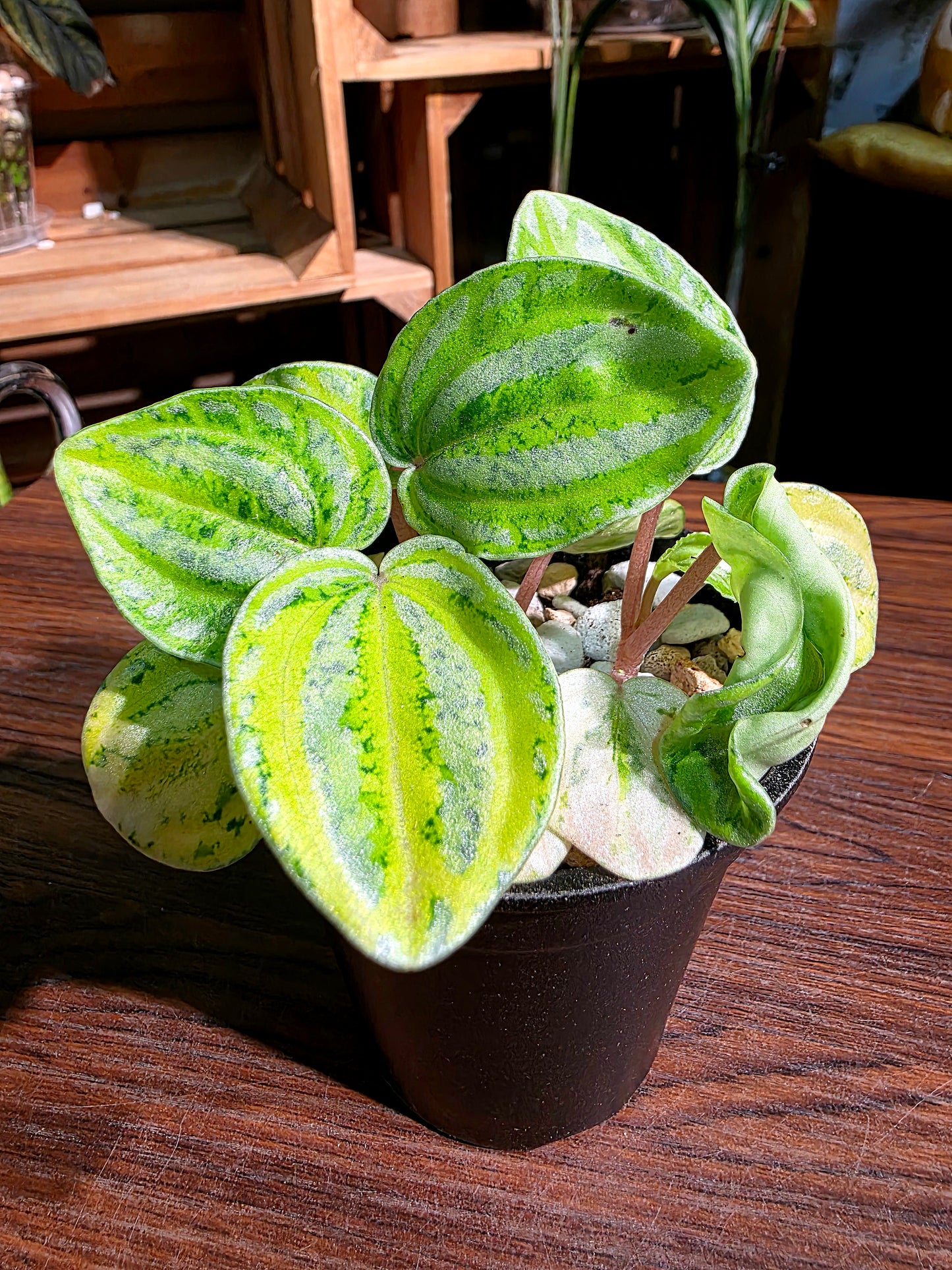 Peperomia sp 螢光西瓜皮椒草