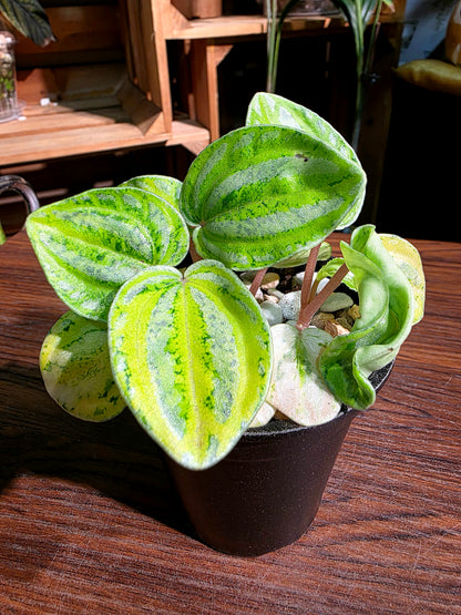 Peperomia sp 螢光西瓜皮椒草
