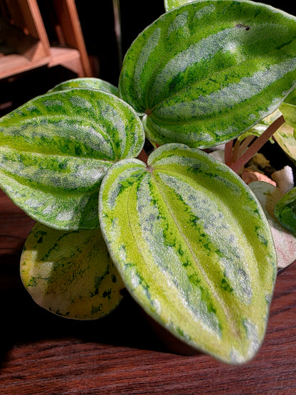 Peperomia sp 螢光西瓜皮椒草