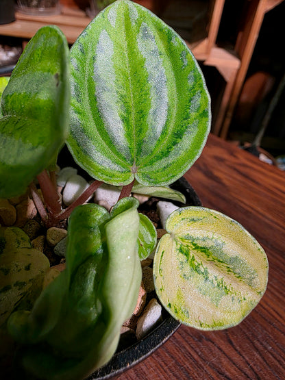 Peperomia sp 螢光西瓜皮椒草