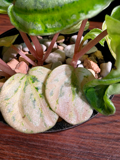 Peperomia sp 螢光西瓜皮椒草