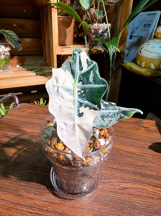 Alocasia amazonica pink variegated 粉斑大仙女海芋