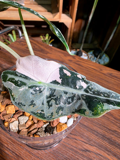 Alocasia amazonica pink variegated 粉斑大仙女海芋