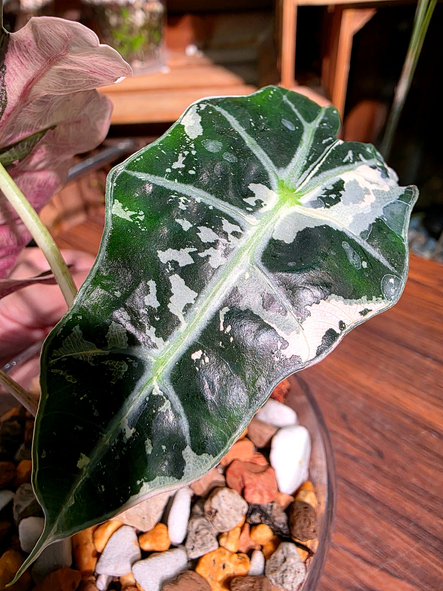 Alocasia amazonica pink variegated 粉斑大仙女海芋