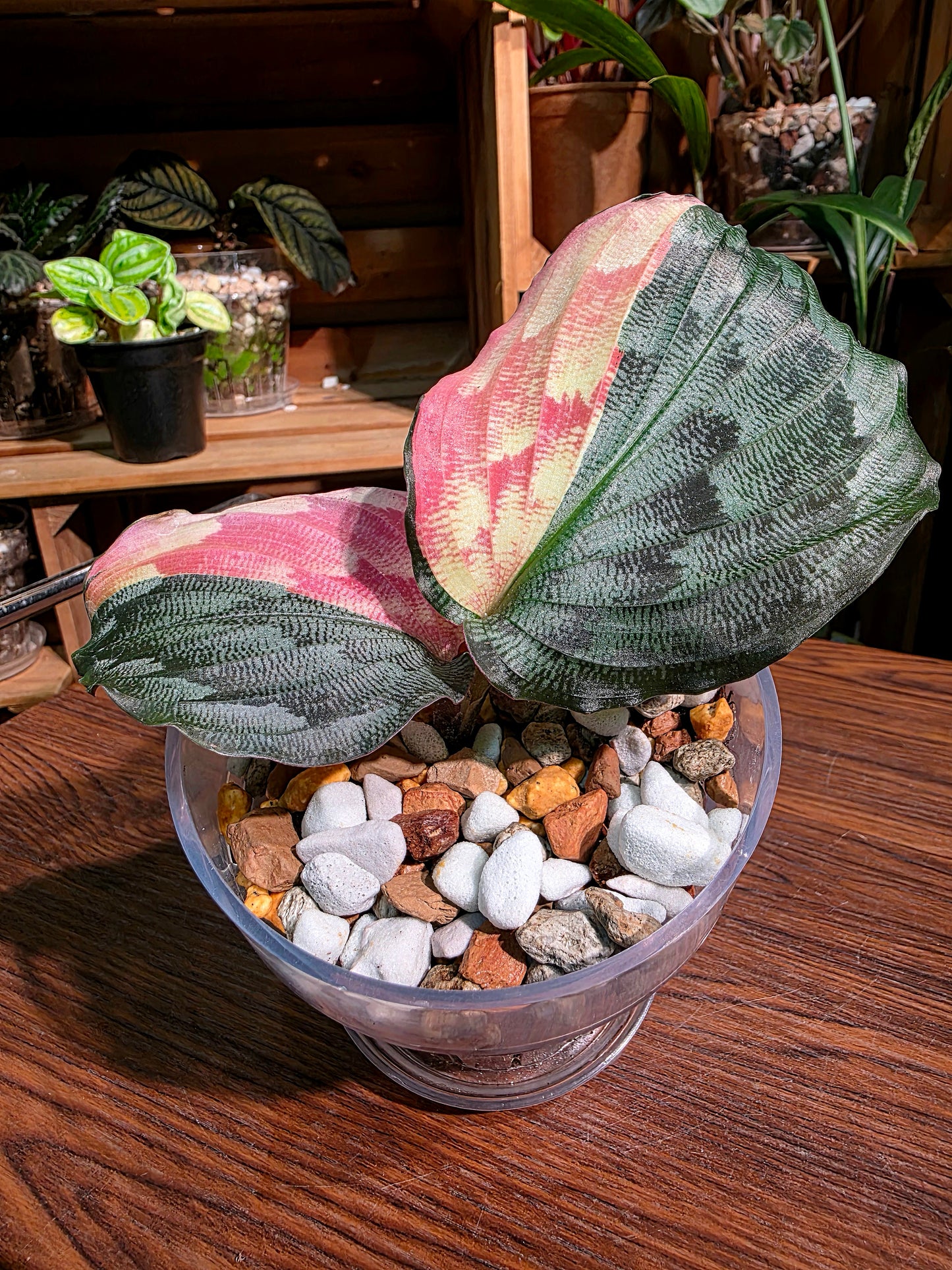 Kaempferia pulchra variegated 粉錦孔雀姜