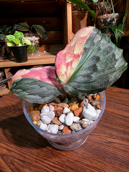 Kaempferia pulchra variegated 粉錦孔雀姜