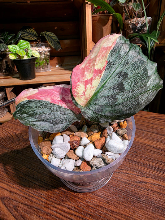 Kaempferia pulchra variegated 粉錦孔雀姜