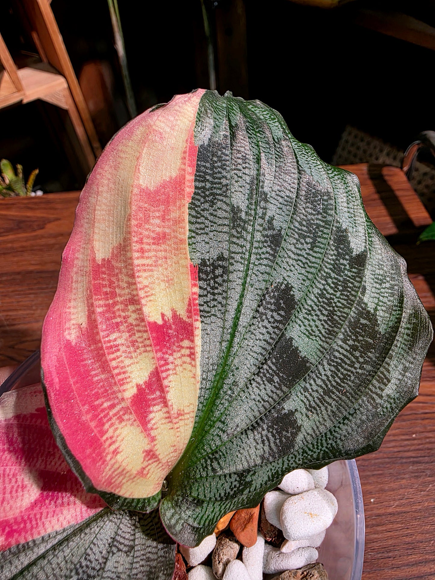 Kaempferia pulchra variegated 粉錦孔雀姜