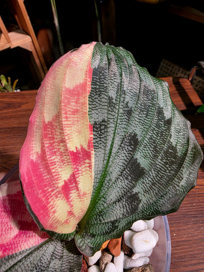 Kaempferia pulchra variegated 粉錦孔雀姜